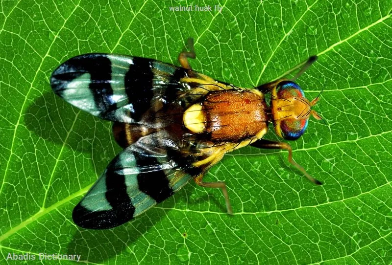 walnut husk fly